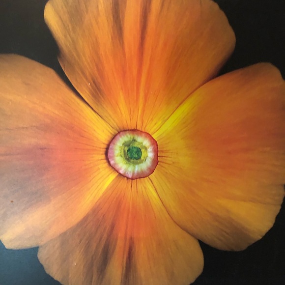 Orange Flower- Wall Art 🖼 Picture - Picture 2 of 6